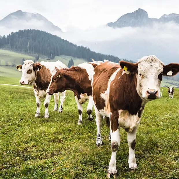 Braunweiße Kühe auf Weide