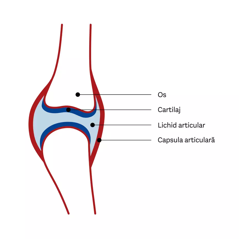 Ilustrație a unei articulații, evidențiind principalele componente: os, cartilaj, lichid articular și capsula articulară. Fiecare element este marcat cu linii, indicând funcțiile lor în structura articulației.