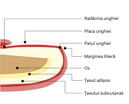 Diagrama detaliază structura unghiei, indicând părți precum rădăcina, placa unghiei, patul unghiei, marginea liberă, osul, țesutul adipos și țesutul subcutanat. Aceasta oferă o înțelegere vizuală a anatomiei unghiei.