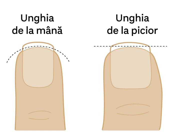 Imaginea ilustrează două tipuri de unghii: pe partea stângă, unghia de la mână, iar pe partea dreaptă, unghia de la picior. Fiecare unghie este reprezentată schematizat, evidențiind diferențele de formă. Textul deasupra indică tipul de unghie corespunzător.