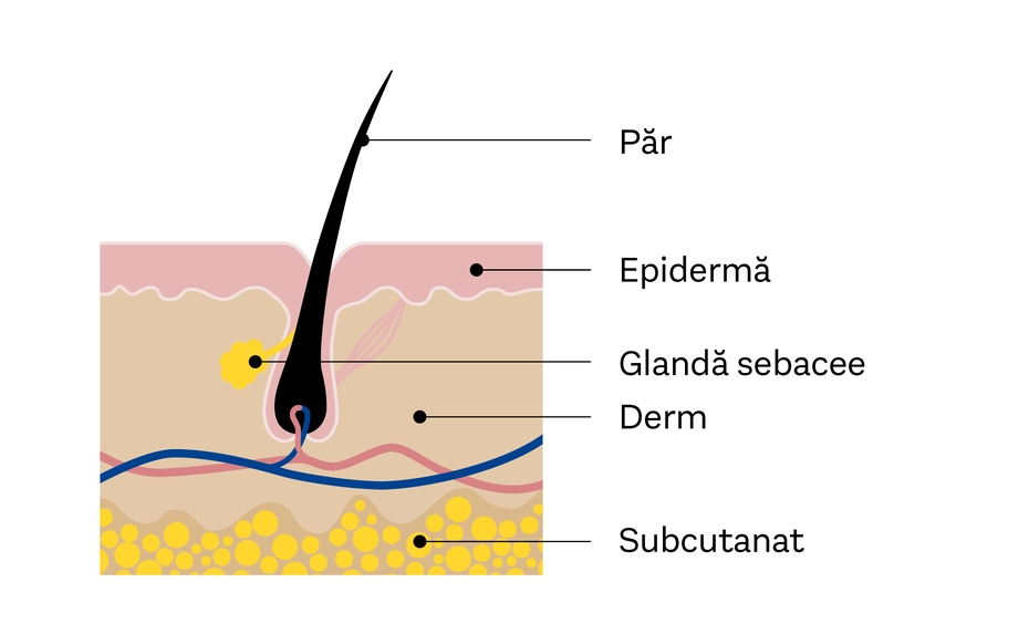 Ilustrație schematică a structurii părului și pielii, cu etichete pentru păr, epidermă, glanda sebacee, derm și subcutanat. Aceasta oferă o reprezentare a straturilor pielii și componentelor asociate cu foliculul pilos.